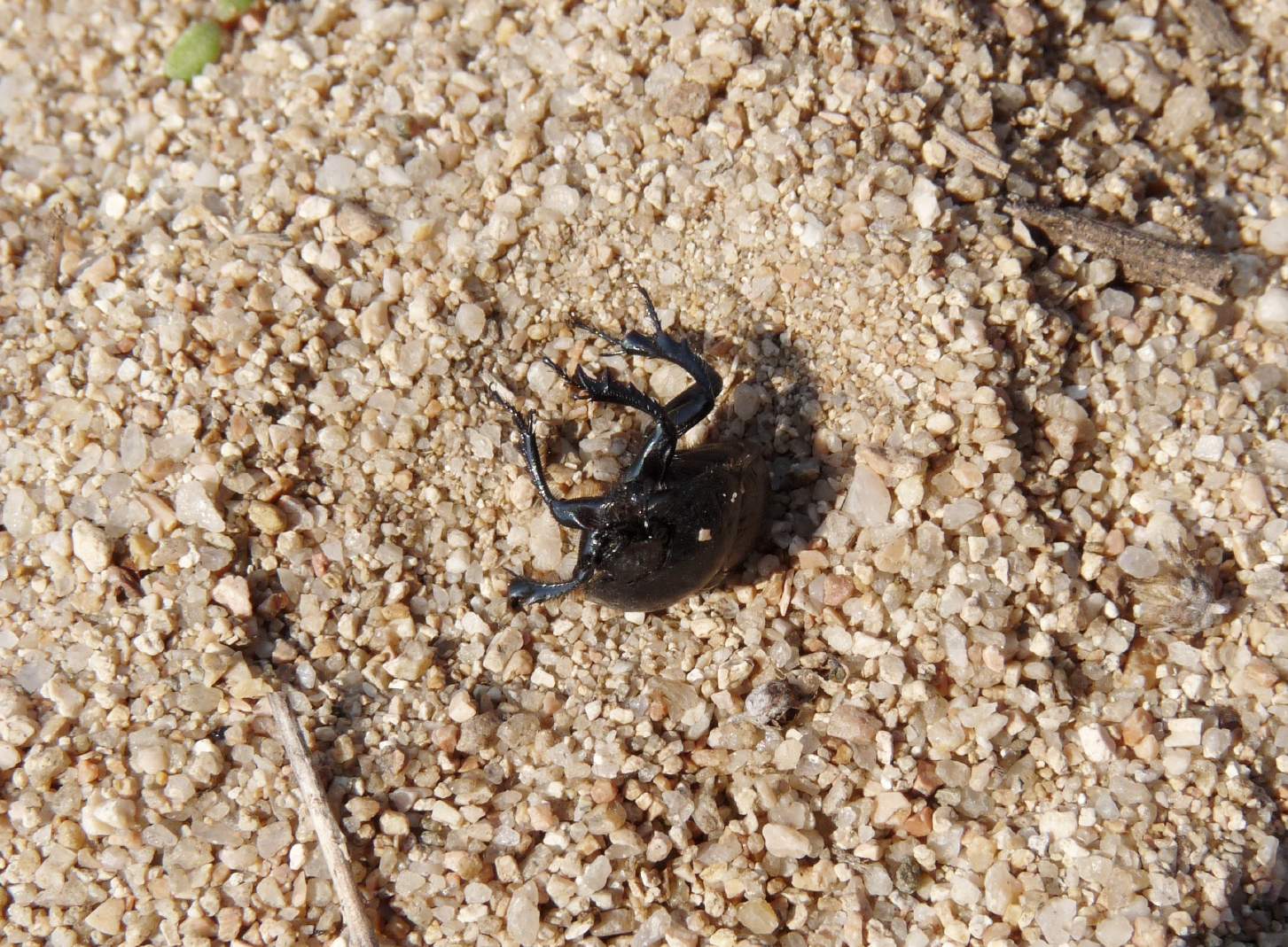 [Acanthaclisis occitanica larva] Tagliole nella sabbia